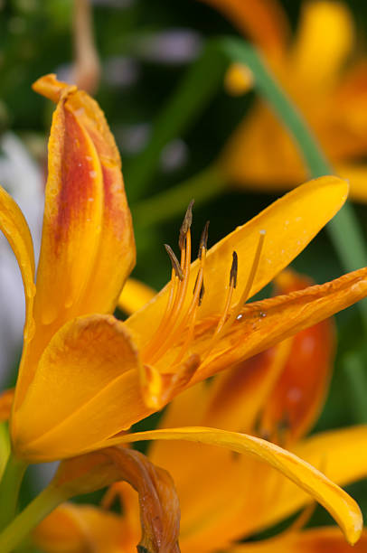 istock Orange bud of day-lily flower 454232109