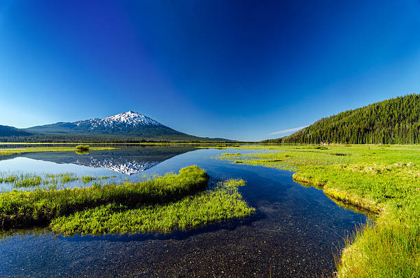 mt. bachelor riflessione e foresta - oregon foto e immagini stock