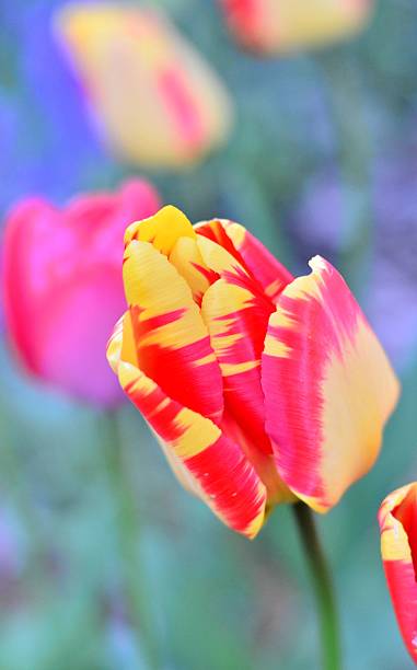 istock Beautiful flower portrait 454234309