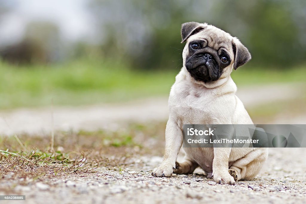 Pug Puppy Dog A shot of a 3 months old boy pug puppy. Pug Stock Photo