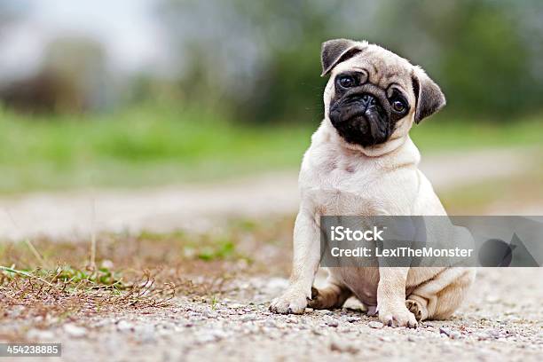 Pug Puppy Dog Stock Photo - Download Image Now - Pug, Puppy, Dog