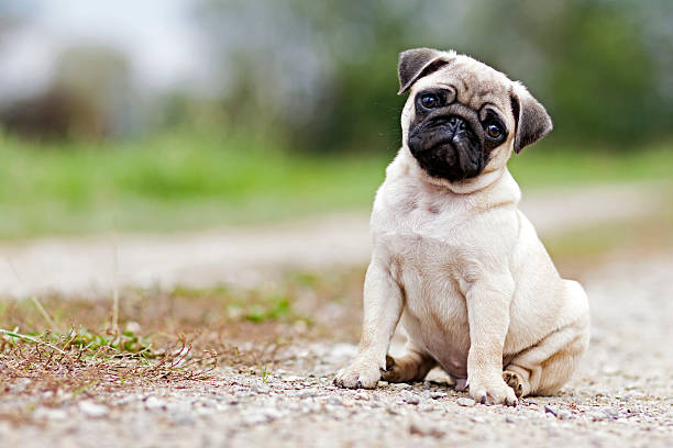 pug filhote de cachorro - pug - fotografias e filmes do acervo