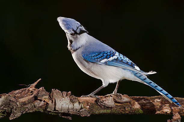 Jay Looking at Feather stock photo