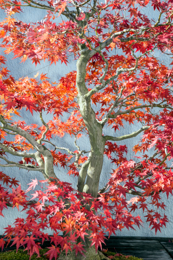 Autumn Bonsai Tree with brilliant red leaves