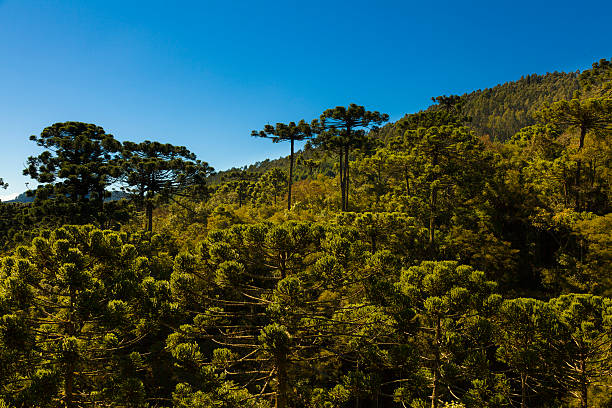 Araucaria tree forest Araucaria tree forest under a blue sky in Minas Gerais, Monte Verde. coniferous tree stock pictures, royalty-free photos & images