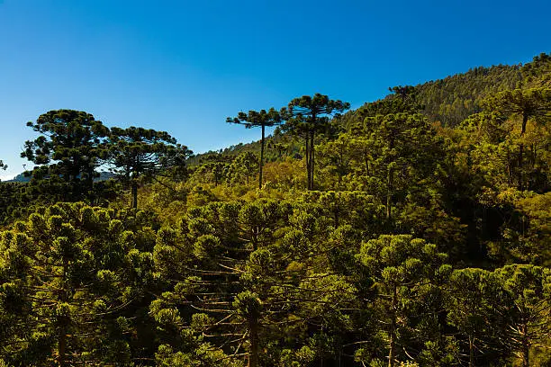 Araucaria tree forest under a blue sky in Minas Gerais, Monte Verde.