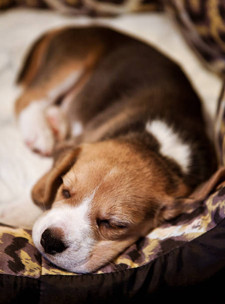 istock Sweet sleeping beagle puppy 454241535