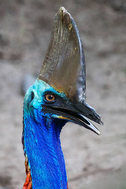 kazuar - beak bird blue cassowary zdjęcia i obrazy z banku zdjęć