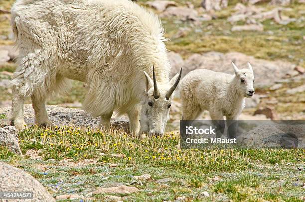 Madre E Bambino - Fotografie stock e altre immagini di Ambientazione esterna - Ambientazione esterna, Animale, Animale femmina