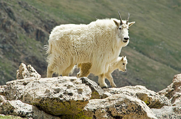 istock Protective Mother Goat with her Baby Goat 454244583