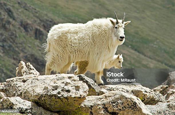 Mãe De Protecção Cabra - Fotografias de stock e mais imagens de Cabra - Mamífero ungulado - Cabra - Mamífero ungulado, Chifre, Cabra da montanha