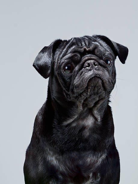 Portrait of Pug stock photo