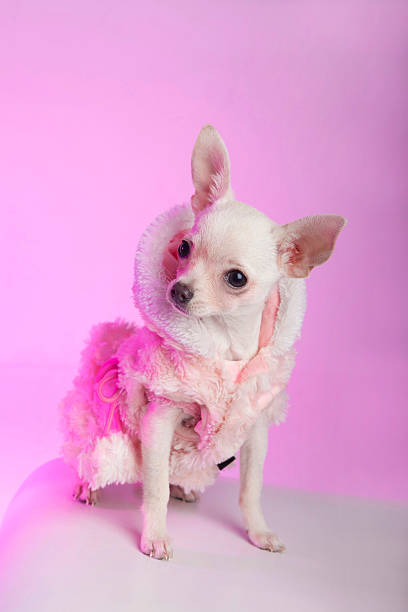 istock Chihuahua puppy 454249495