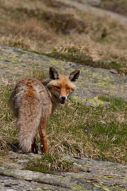 istock portrait of a fox 454251029