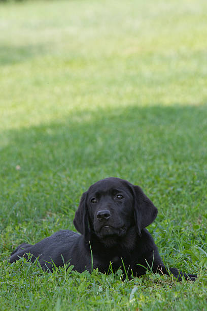 istock portrait of a labrador puppy 454255151