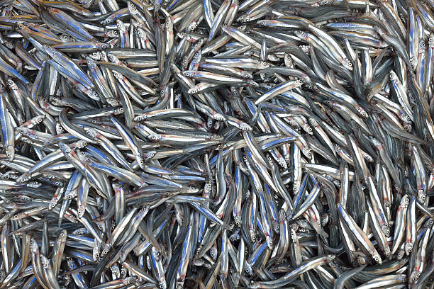 istock Just fished an environmentally friendly Asian anchovy 454255883