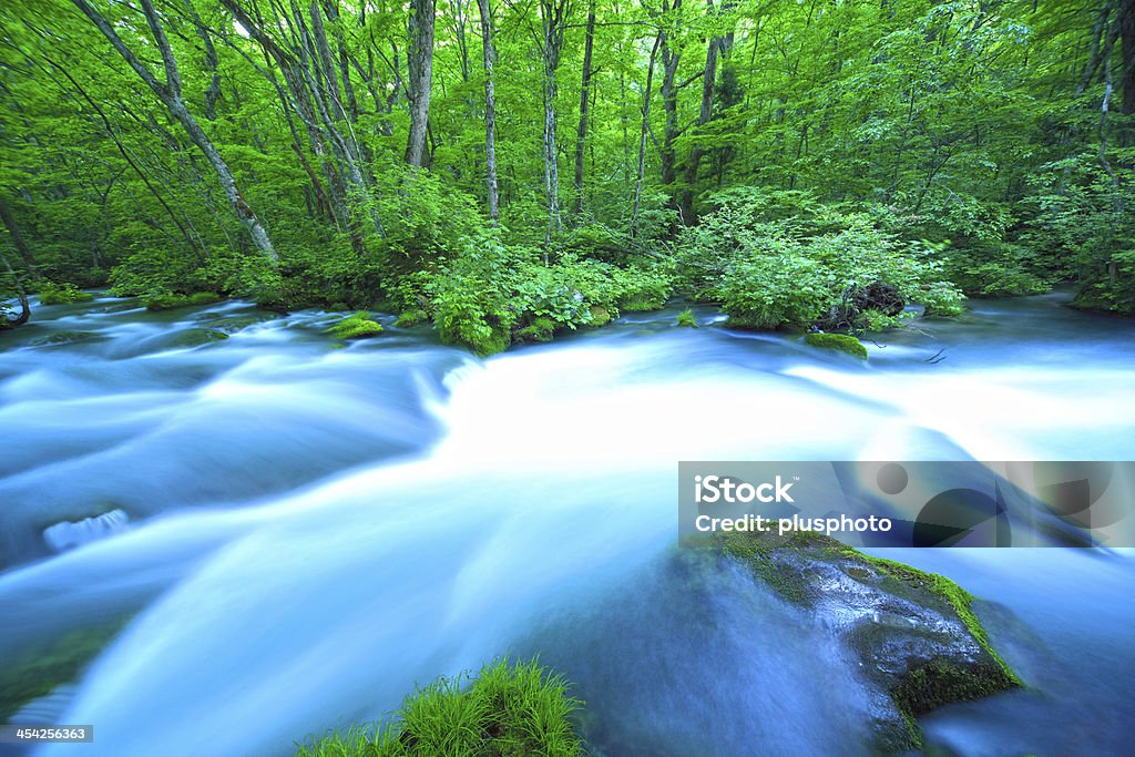 Stream in green forest Beauty In Nature Stock Photo