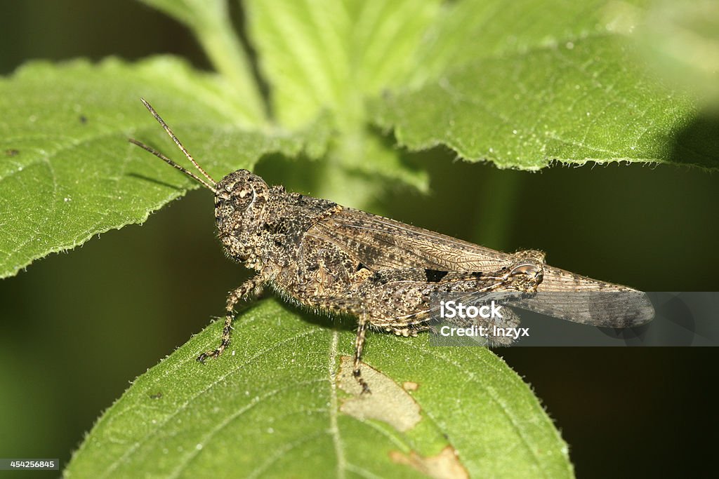 locust on green leaf en la naturaleza salvaje - Foto de stock de Agricultura libre de derechos