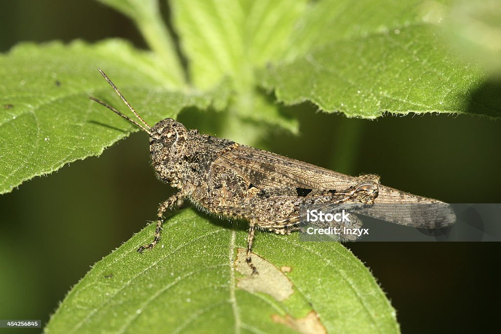 locust em green leaf na vida selvagem - Foto de stock de Agricultura royalty-free