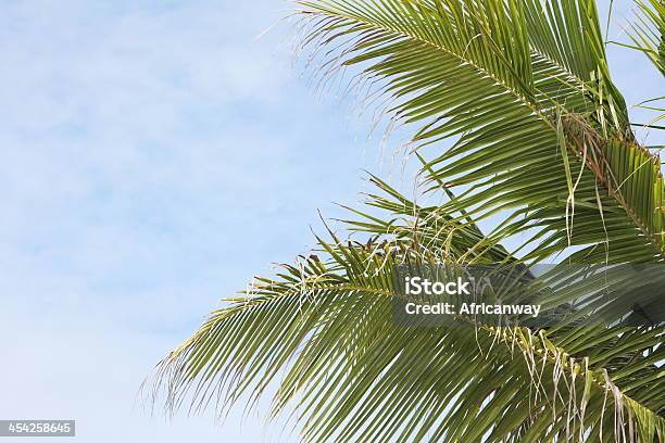 Palm Leaves Coconut Trees Sky Tropical Vegetation Stock Photo - Download Image Now