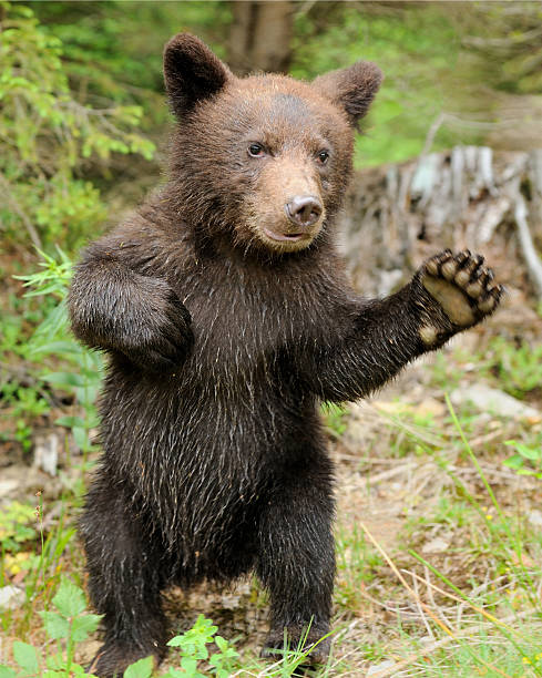 brown bear cub - bärenjunges stock-fotos und bilder
