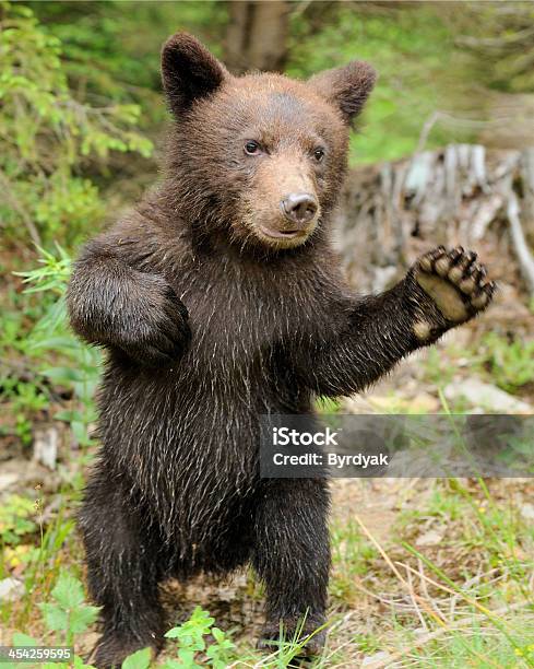 Photo libre de droit de Brun Ourson banque d'images et plus d'images libres de droit de Ourson - Ourson, Arbre, Animaux à l'état sauvage