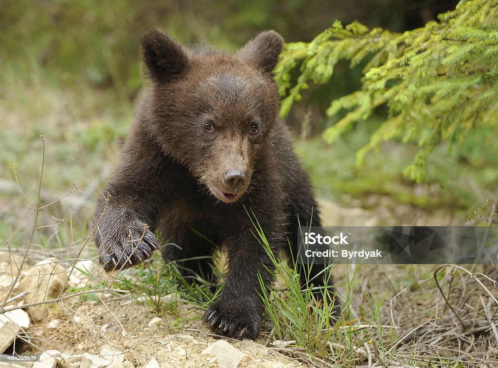 Brown bear cub Brown bear cub in a forest Animal Stock Photo