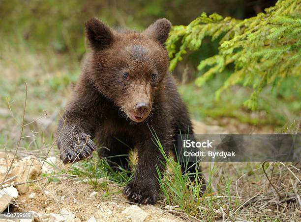 Brown Bear Cub Stock Photo - Download Image Now - Animal, Animal Themes, Animal Wildlife