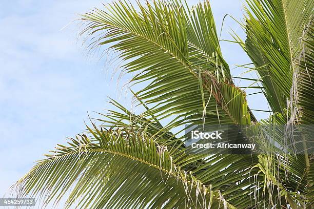 Photo libre de droit de Feuilles De Palmier Des Cocotiers Sky Végétation Tropicale banque d'images et plus d'images libres de droit de Abstrait