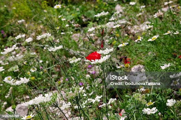 Fondo De Flor Foto de stock y más banco de imágenes de Aire libre - Aire libre, Amapola - Planta, Belleza de la naturaleza