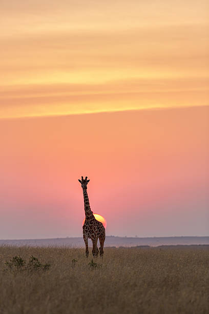 istock Giraffe in savannah at sunset 454264297