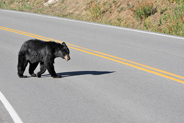 istock Black bear crossing road at Yellowstone National Park 454266481