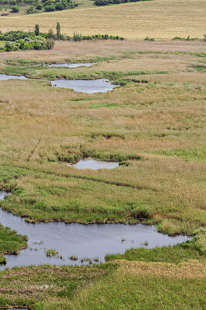 istock small lakes in the reeds 454267129