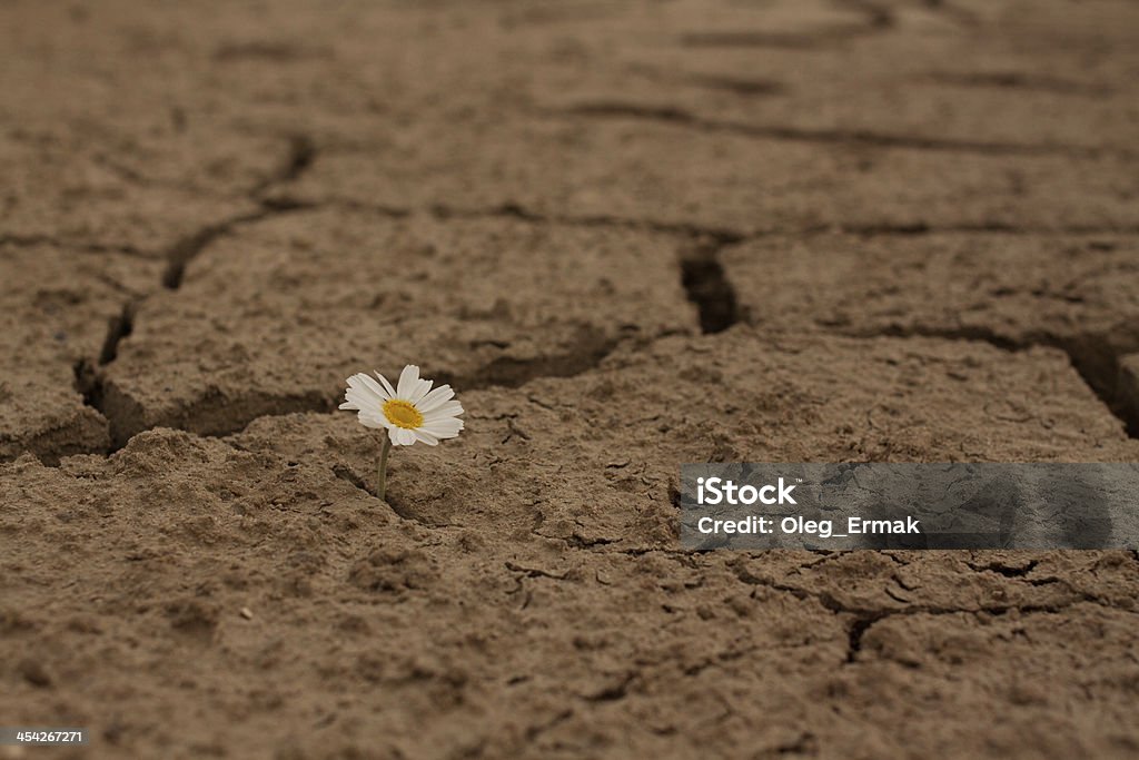 Terre craquelée fleurs de Marguerite survie - Photo de Beauté de la nature libre de droits