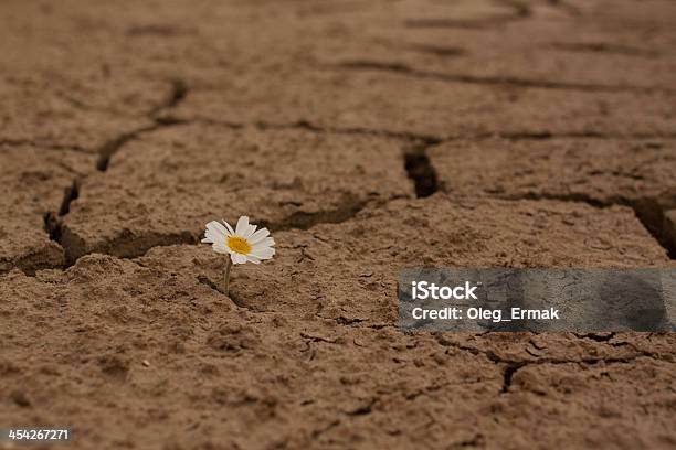 Photo libre de droit de Terre Craquelée Fleurs De Marguerite Survie banque d'images et plus d'images libres de droit de Beauté de la nature - Beauté de la nature, Camomille - Fleur des zones tempérées, Composition florale