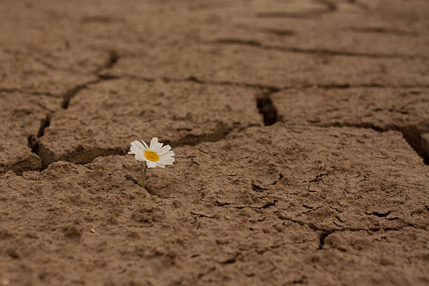istock Cracked earth daisy flowers Survival 454267271