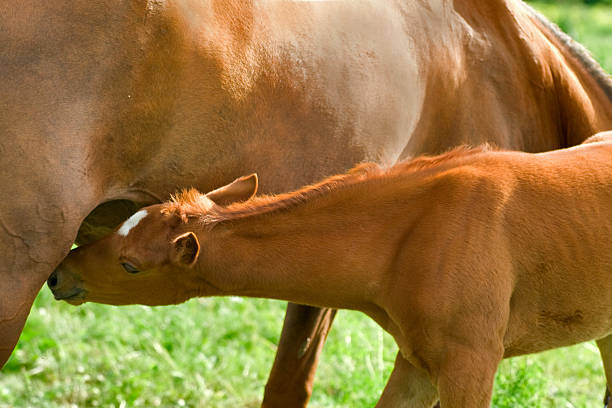 joven caballo de alimentación - foal mare horse newborn animal fotografías e imágenes de stock