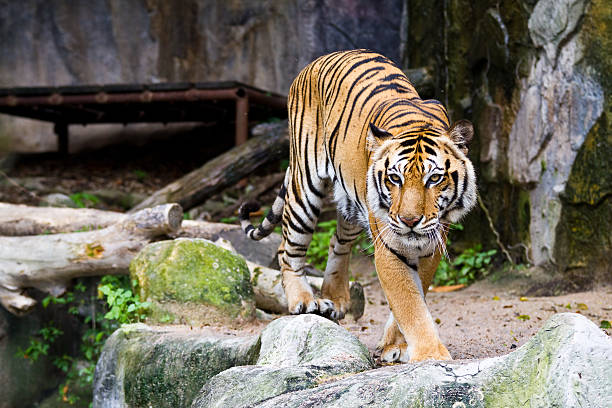tiger - zoo fotografías e imágenes de stock