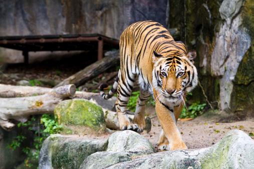 Tiger Cub eating Blue Bull kill.