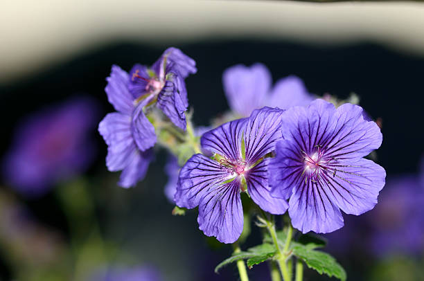 close up of a purple or violet Geranium in bloom stock photo