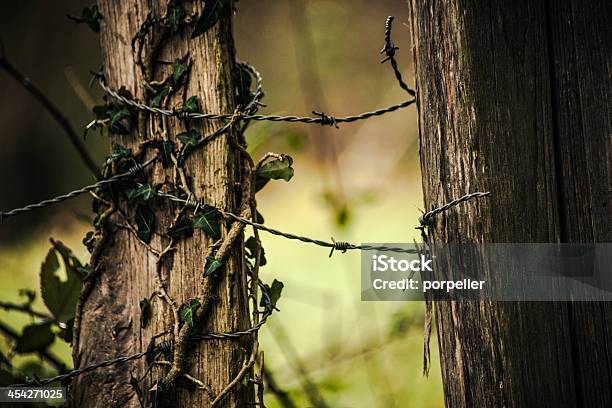 Photo libre de droit de Fil Barbelé Et De La Nature banque d'images et plus d'images libres de droit de A l'abandon - A l'abandon, Abstrait, Armée