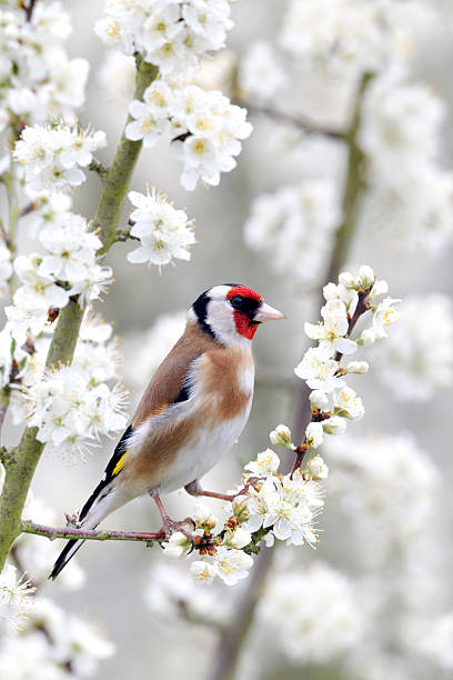istock Goldfinch, Carduelis 454272479