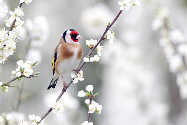 die goldfinch, carduelis - stieglitz stock-fotos und bilder