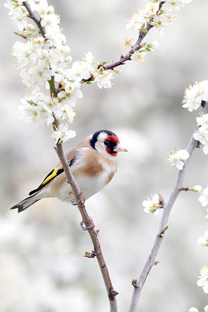 istock Goldfinch, Carduelis 454272485