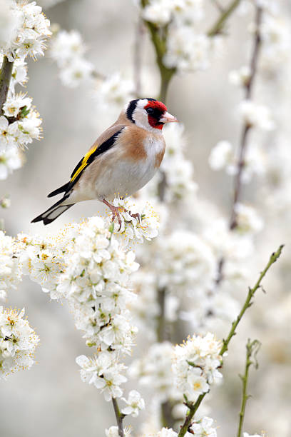istock Goldfinch, Carduelis 454272493