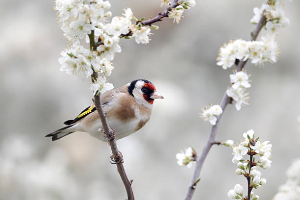 istock Goldfinch, Carduelis 454272497
