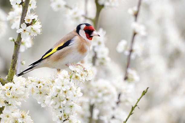 istock Goldfinch, Carduelis 454272509