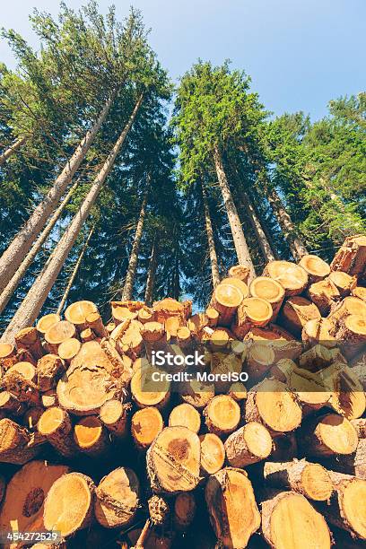 Frese Legno - Fotografie stock e altre immagini di Albero - Albero, Bosco, Composizione verticale