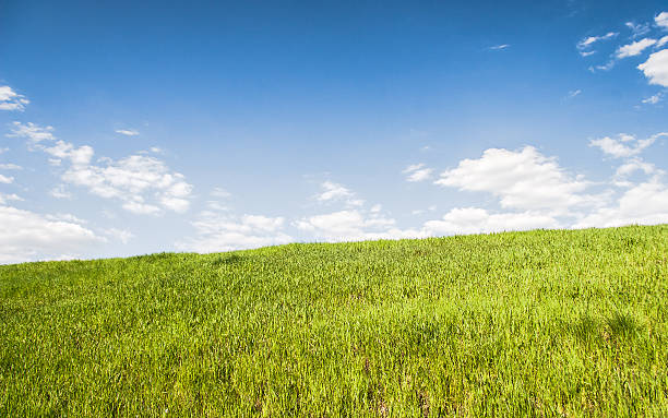 istock Summer landscape with grass field 454273435