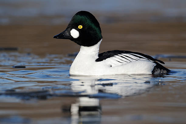 Goldeneye, Bucephala clangula Goldeneye, Bucephala clangula, single male on icy water, Gloucestershire, January 2012 bucephala clangula uk stock pictures, royalty-free photos & images